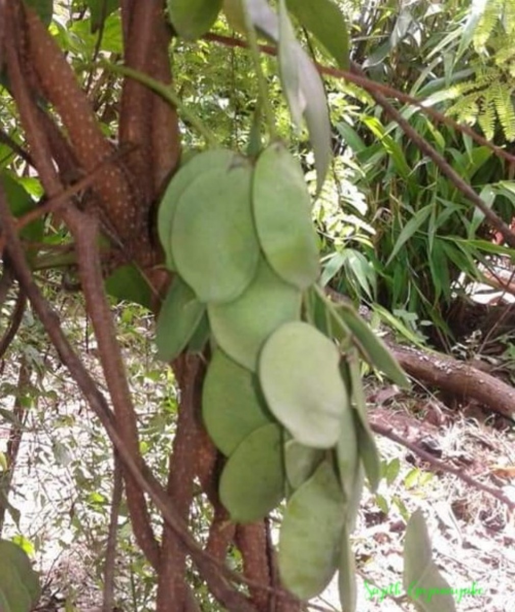 Derris trifoliata Lour.